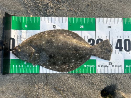 ソゲの釣果