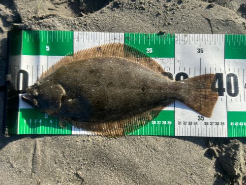ソゲの釣果