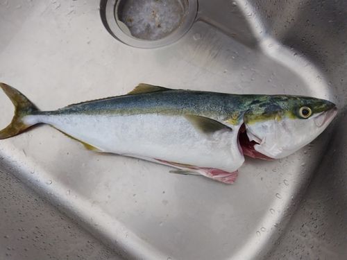 イナダの釣果