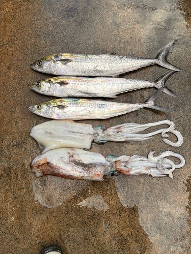 サゴシの釣果