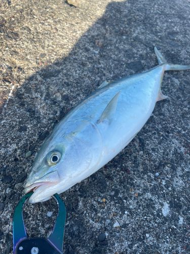 フクラギの釣果