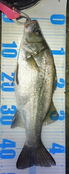 フッコ(ヒラスズキ)の釣果