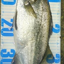 フッコ（ヒラスズキ）