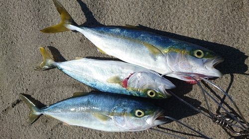 秋田市サーフ