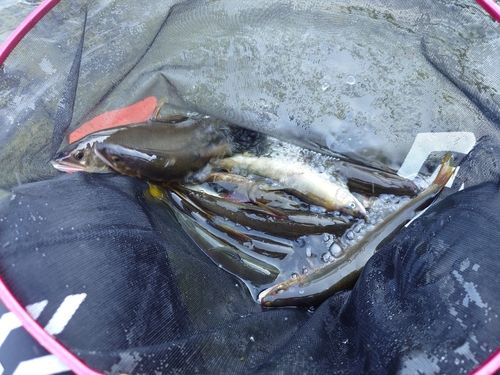 アユの釣果