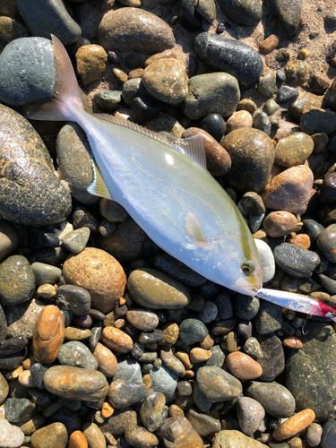 ショゴの釣果