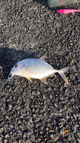 メッキの釣果