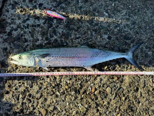 サワラの釣果