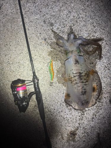 アオリイカの釣果