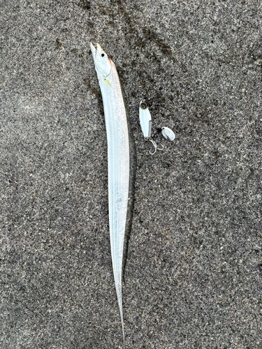 タチウオの釣果