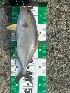 ネイリの釣果