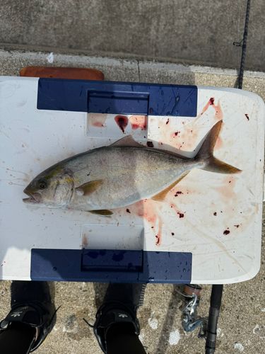 ネリゴの釣果