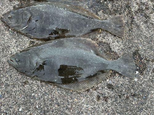 ヒラメの釣果