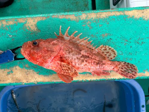 オニカサゴの釣果