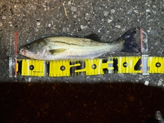 フッコ（マルスズキ）の釣果