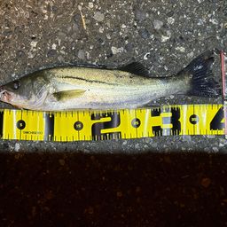 フッコ（マルスズキ）