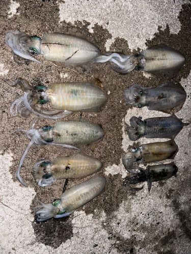 アオリイカの釣果