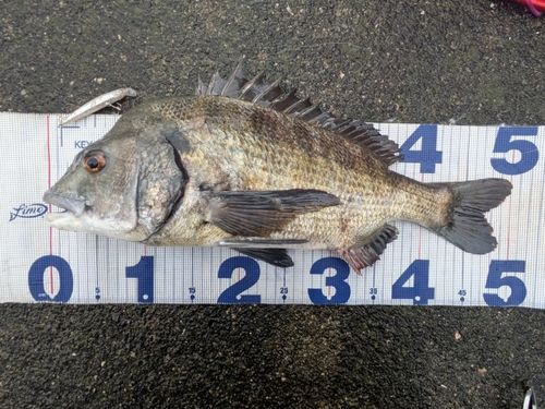 チヌの釣果
