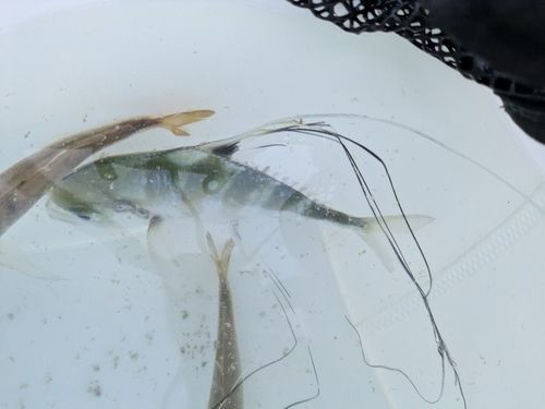 イトヒキアジの釣果