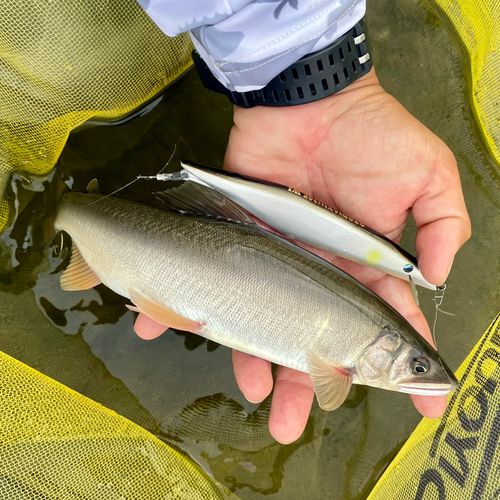 アユの釣果