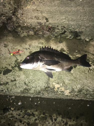 チヌの釣果