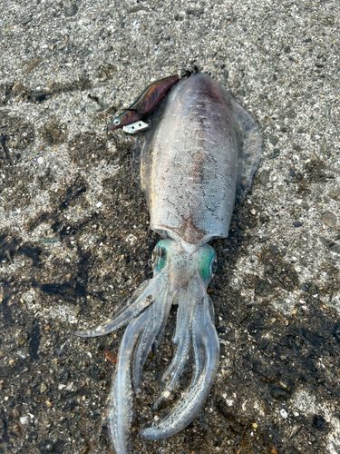 八代海