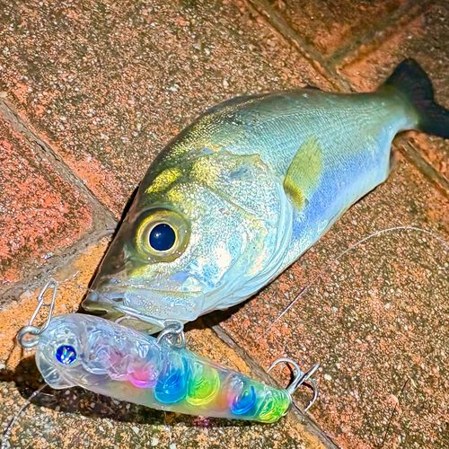 セイゴ（マルスズキ）の釣果