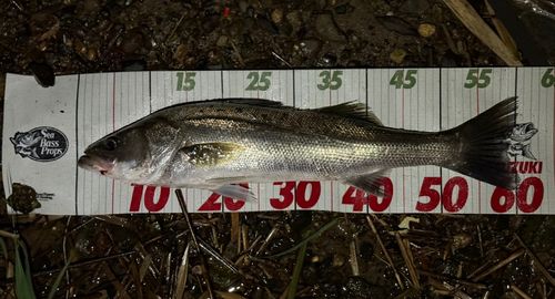 シーバスの釣果