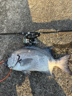 イシダイの釣果