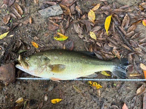 ブラックバスの釣果
