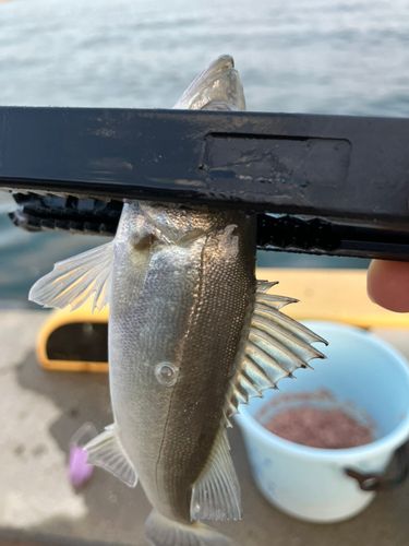 一色さかな広場前