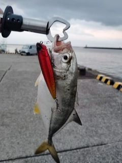 メッキの釣果