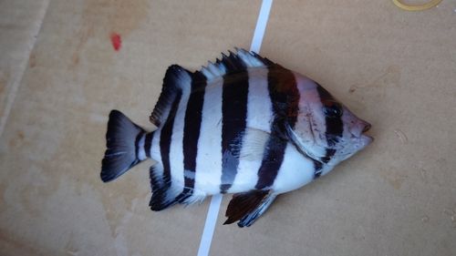 イシダイの釣果