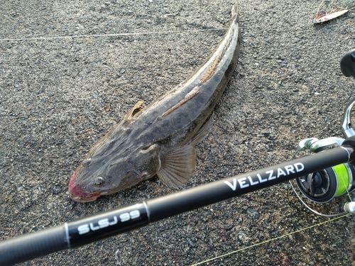 マゴチの釣果