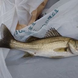 セイゴ（ヒラスズキ）