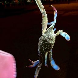ワタリガニ