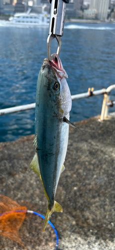 ワカシの釣果