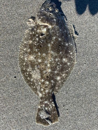 ソゲの釣果
