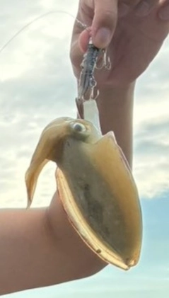 コウイカの釣果