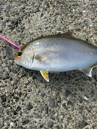 ネリゴの釣果
