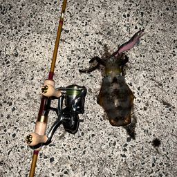 アオリイカ
