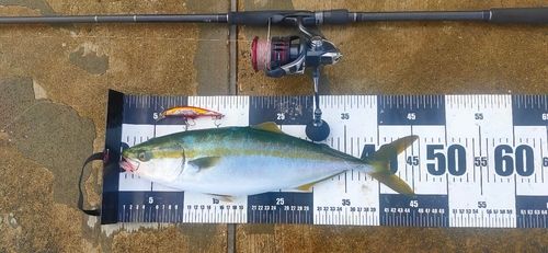 ハマチの釣果