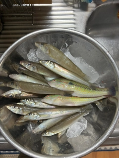 シロギスの釣果