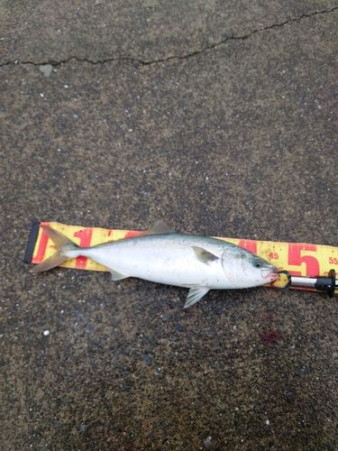 イナダの釣果