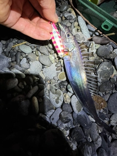 クロシビカマスの釣果