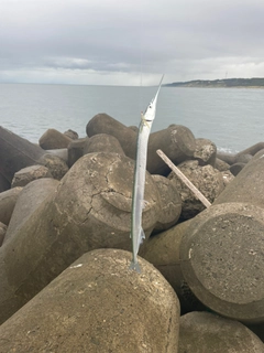 ダツの釣果