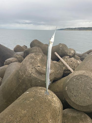 ダツの釣果