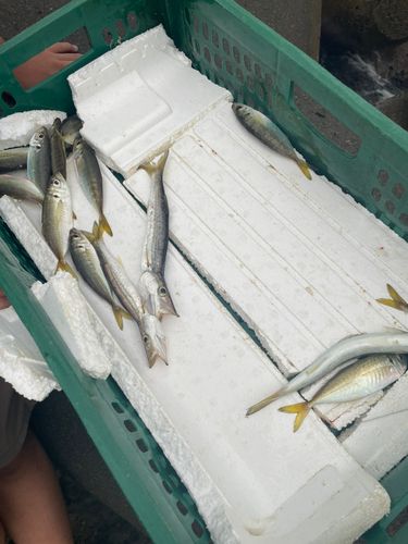 カマスの釣果
