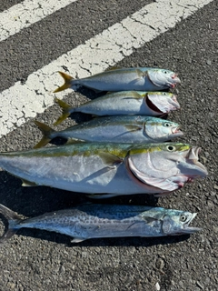 ハマチの釣果