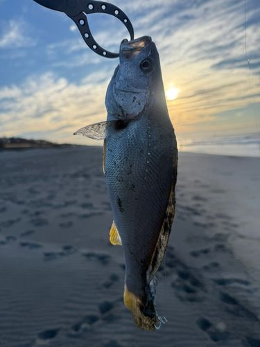 ニベの釣果